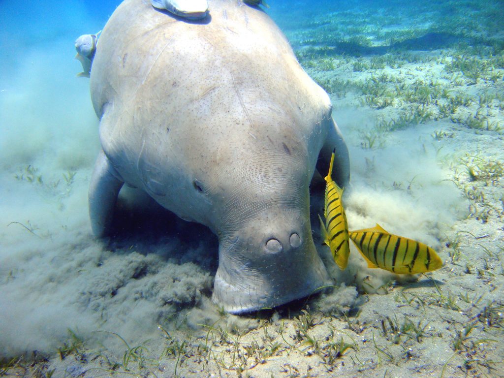 Dugong near Marsa Alam